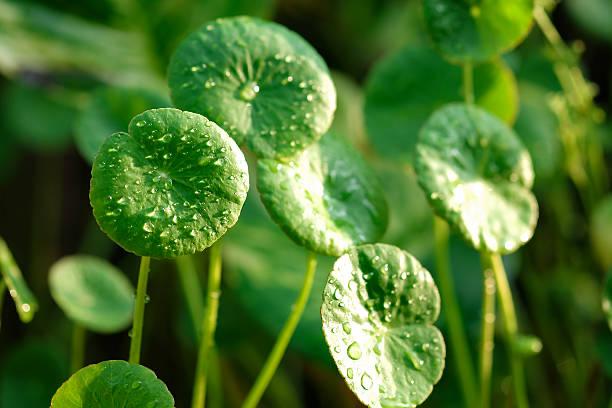Feuilles rondes de centella asiatica poussant au sol